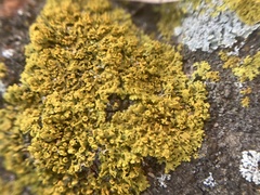 Xanthomendoza weberi