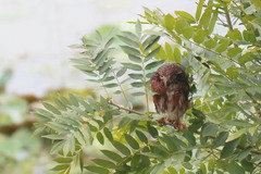 Glaucidium cuculoides deignani