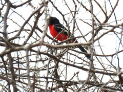 Laniarius atrococcineus