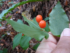 Prosartes hookeri
