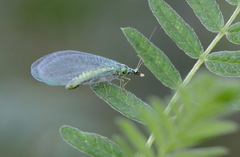 Chrysopa perla