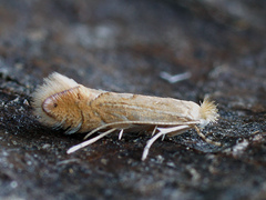 Phyllonorycter quercifoliella