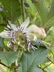 Passiflora exsudans