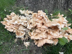 Laetiporus cincinnatus