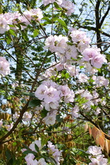 Rhododendron ovatum
