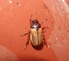 Scarabaeidae