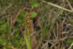 Luzula pallescens