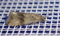 Celypha striana