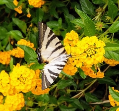 Iphiclides podalirius