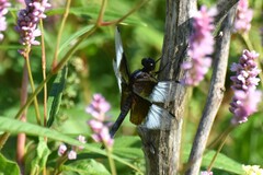 Libellula luctuosa
