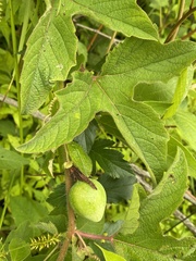 Passiflora exsudans