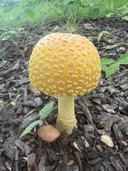 Amanita flavoconia
