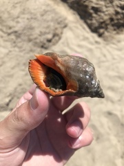 Stramonita haemastoma