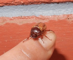 Scarabaeidae