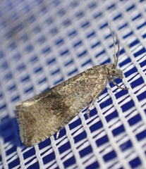 Celypha striana