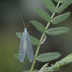 Chrysopa perla