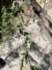 Lespedeza daurica