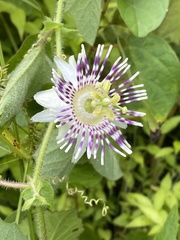 Passiflora exsudans