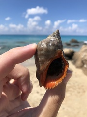 Stramonita haemastoma