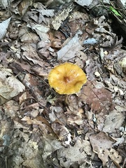 Agaricales