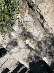 Lespedeza daurica