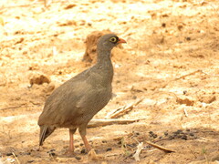 Pternistis adspersus