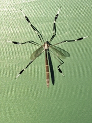 Bittacomorpha clavipes