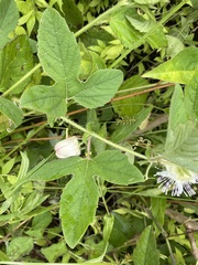 Passiflora exsudans