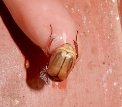 Scarabaeidae