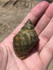 Stramonita haemastoma