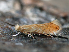 Phyllonorycter quercifoliella
