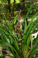 Cymbidium sinense