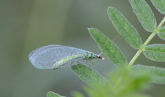 Chrysopa perla