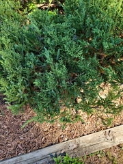 Juniperus horizontalis
