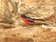 Laniarius atrococcineus