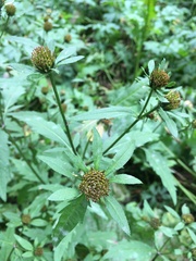 Bidens tripartita