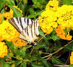Iphiclides podalirius