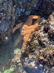 Pisaster ochraceus