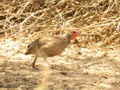 Pternistis swainsonii swainsonii