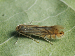 Phyllonorycter quercifoliella