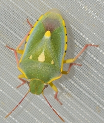 Brachynema purpureomarginatum triguttatum