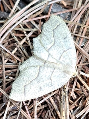 Lambdina fiscellaria