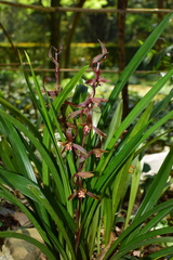 Cymbidium sinense