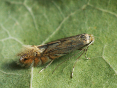 Phyllonorycter quercifoliella
