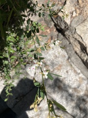 Lespedeza daurica