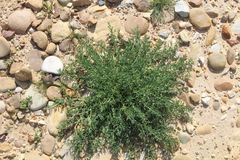 Mesembryanthemum junceum