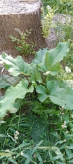 Arctium lappa