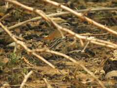 Cercotrichas leucophrys ovamboensis