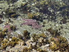 Pisaster ochraceus