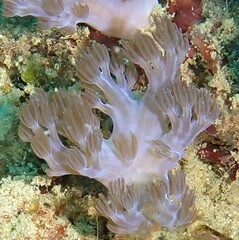 Conglomeratusclera coerulea